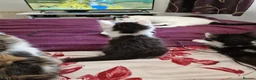 Mixed Breed cats for sale: 4 gorgeous kitten looking for their forever home - Advert 16