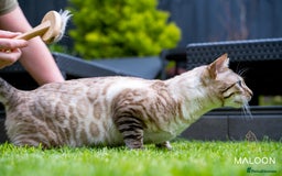 Bengal cats for sale: Majestic Blue-eyed Snow Bengal-TICA-Champion line - Image 15