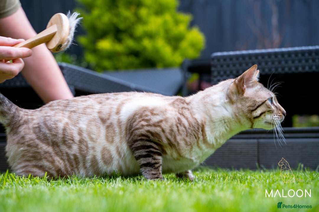 Bengal cats for sale: Majestic Blue-eyed Snow Bengal-TICA-Champion line - Image 15