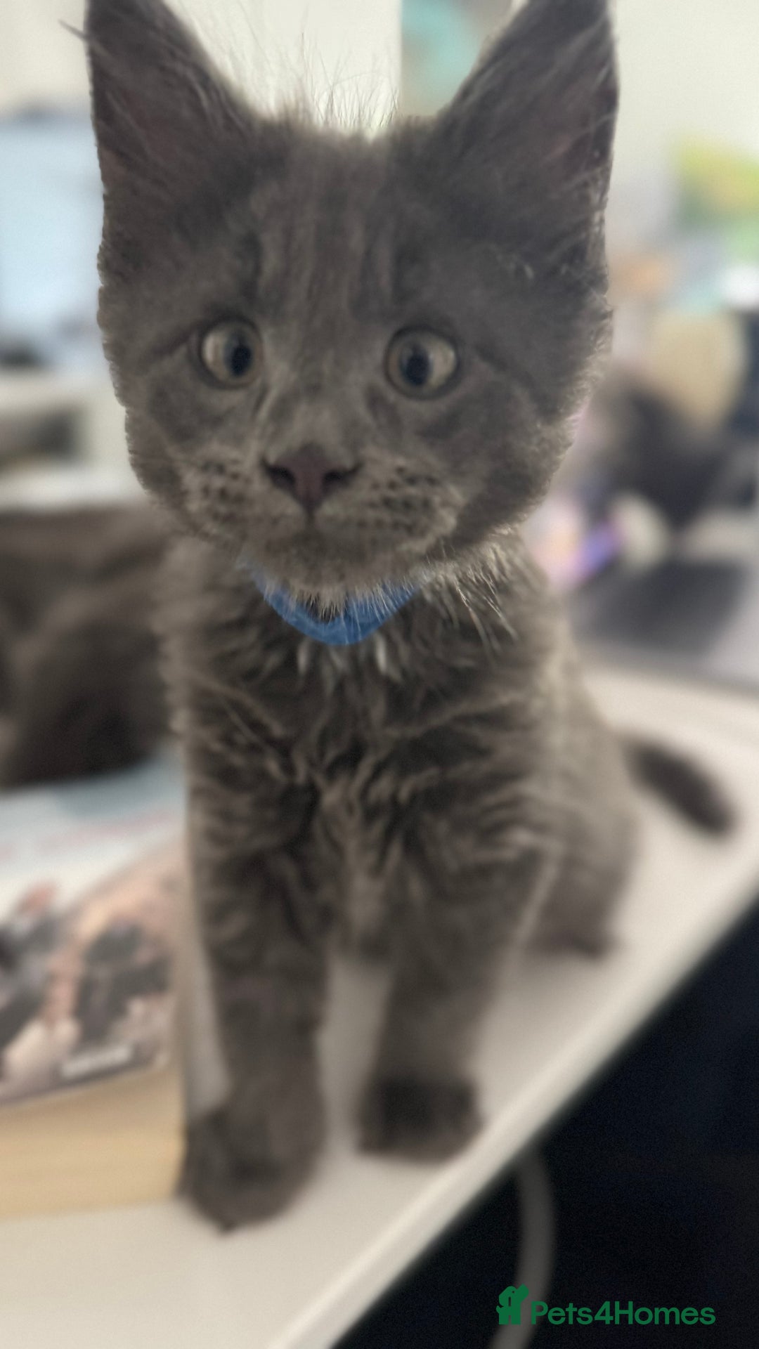 Maine Coon cats for sale:  Gccf registered Main Coon Kittens  - Image 6