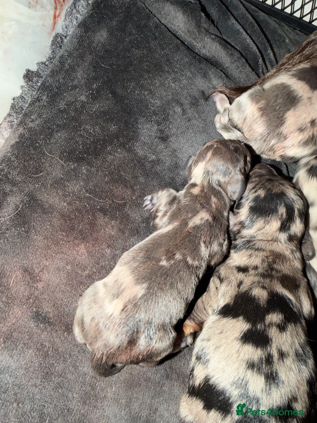 Dachshund dogs for sale: 4 longhaired dachshunds  in Tamworth - Advert 2
