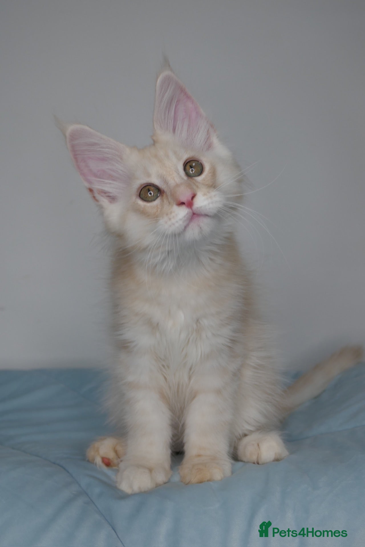 Maine Coon cats Only one beautiful boy left. Super sweet boy  - Advert 3