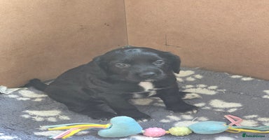 Sprocker dogs - Advert 11