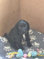 Sprocker dogs - Advert 11