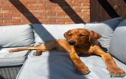 Labrador Retriever dogs for sale: Sykehead are expecting Fox Red lab pups  - Image 16