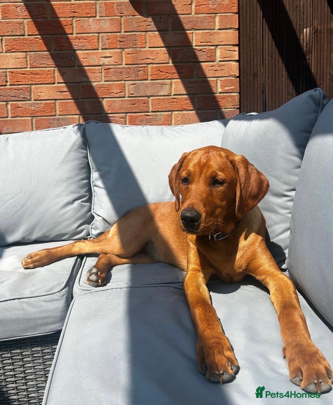 Labrador Retriever dogs for sale: Sykehead are expecting Fox Red lab pups  - Image 16