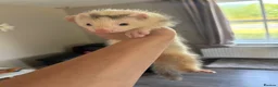 Ferret rodents for sale: 2 hobs - Advert 5