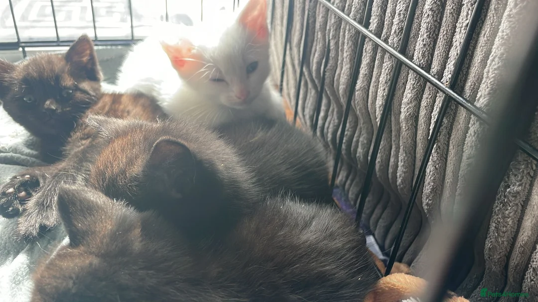 Khao Manee cats for sale: ONE BEAUTIFUL PURE WHITE BOY - Advert 1