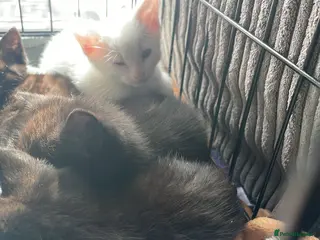 Khao Manee cats ONE BEAUTIFUL PURE WHITE BOY - Advert 4