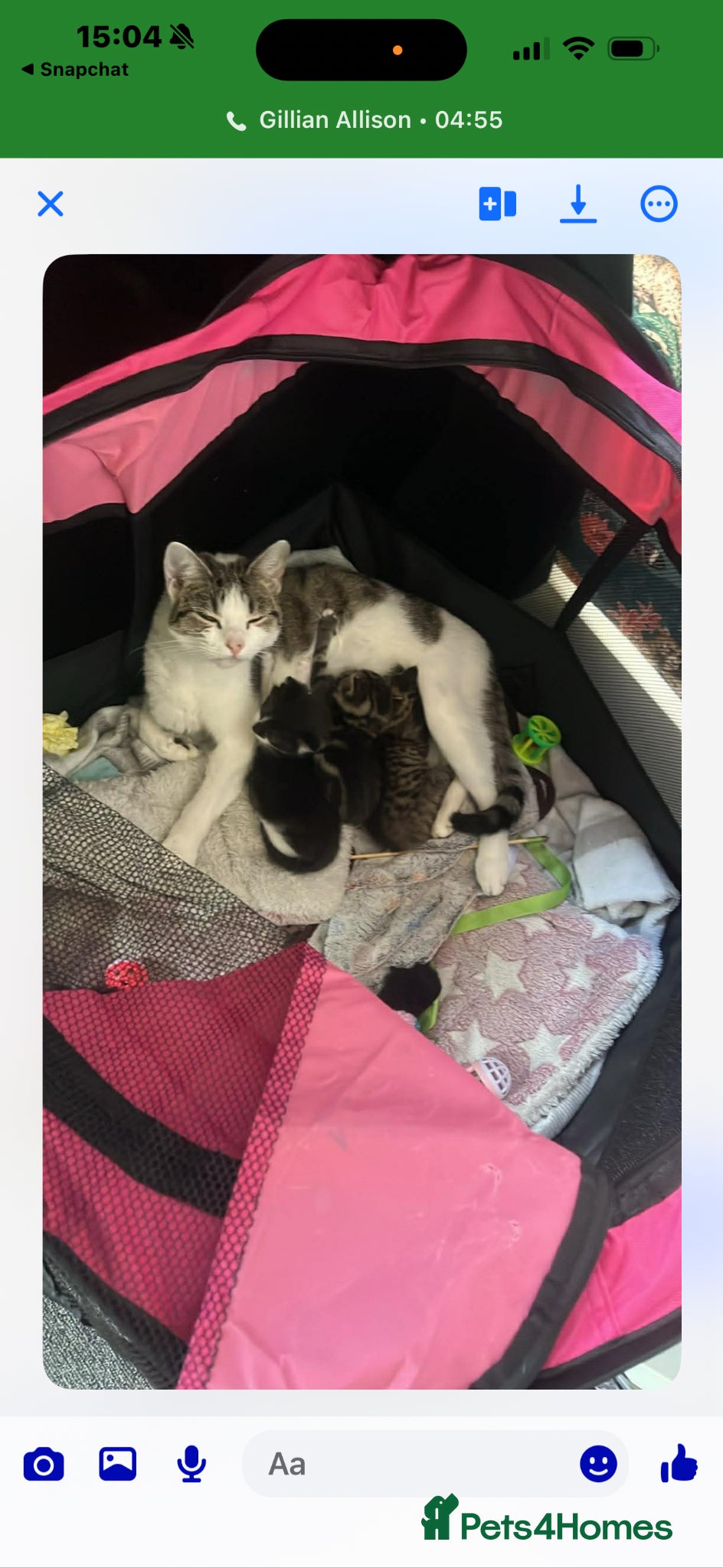 Mixed Breed cats 3 kittens for sale  - Advert 3