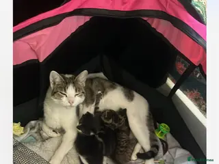 Mixed Breed cats 3 kittens for sale - Advert 11