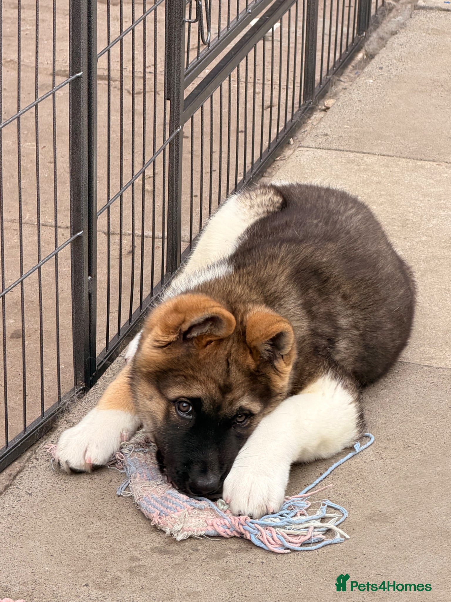 Akita dogs for sale: American Akita  - Advert 6