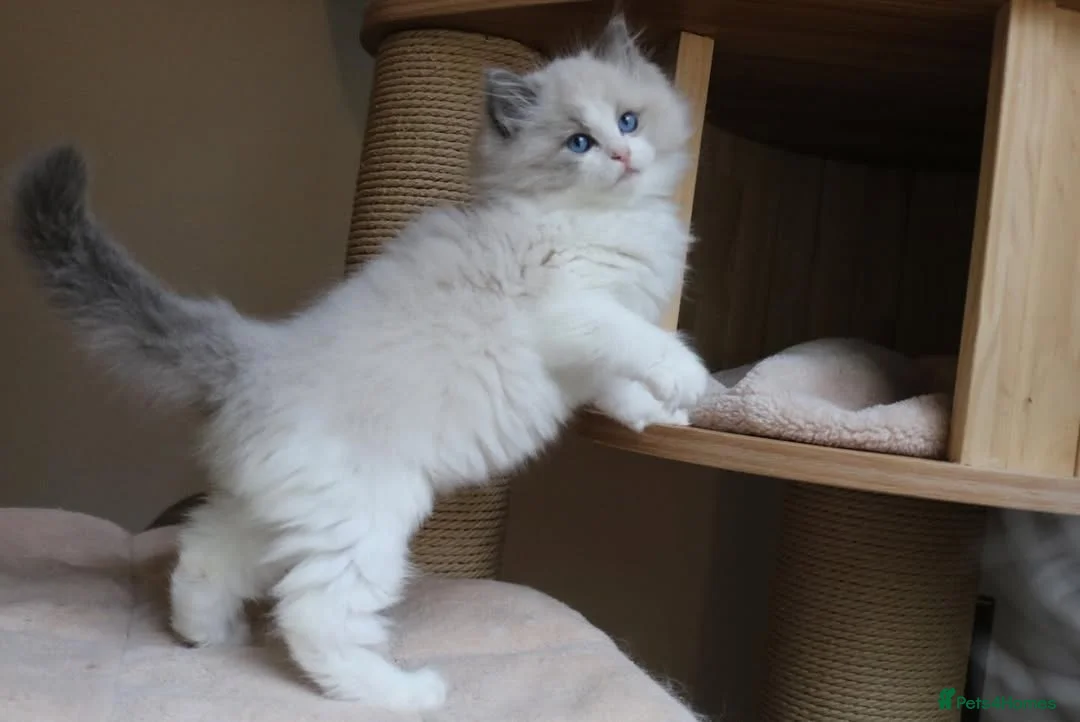 Ragdoll cats for sale: purebred Ragdoll kittens for sale  - Advert 18