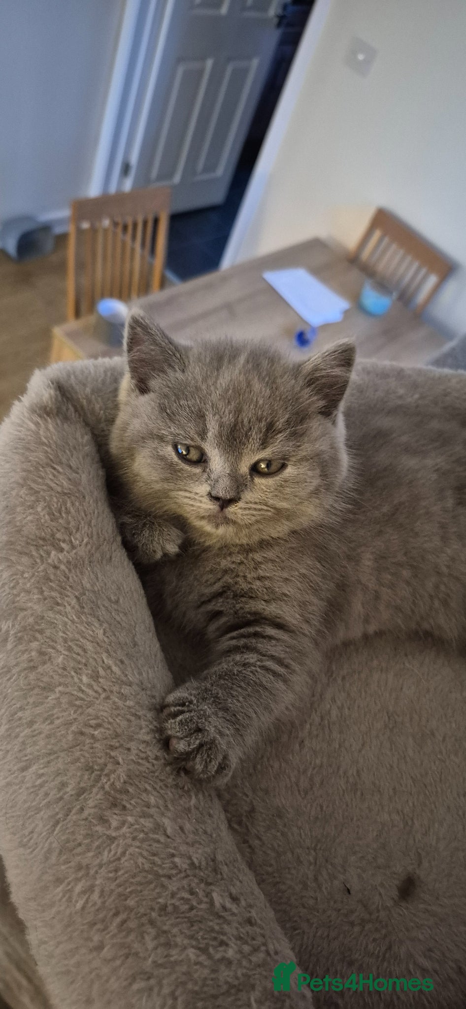 British Shorthair cats for sale: British shorthair kittens for sale  in Gloucester - Advert 5