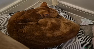 Domestic Shorthair cats - Advert 9