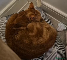 Domestic Shorthair cats - Advert 4