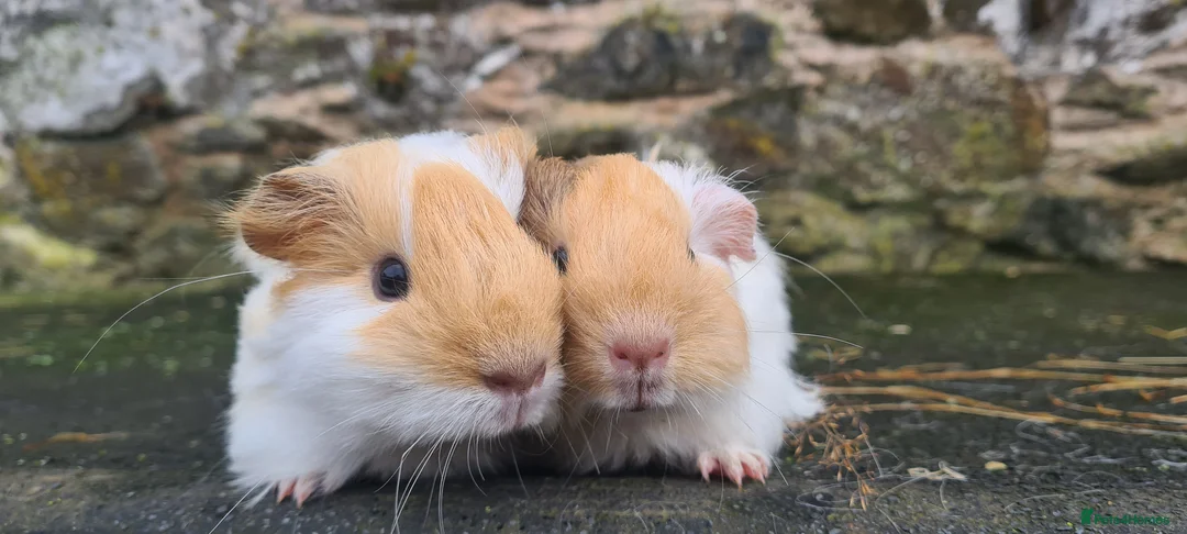 Guinea Pig rodents for sale: Pure sheltie brothers  - Advert 2
