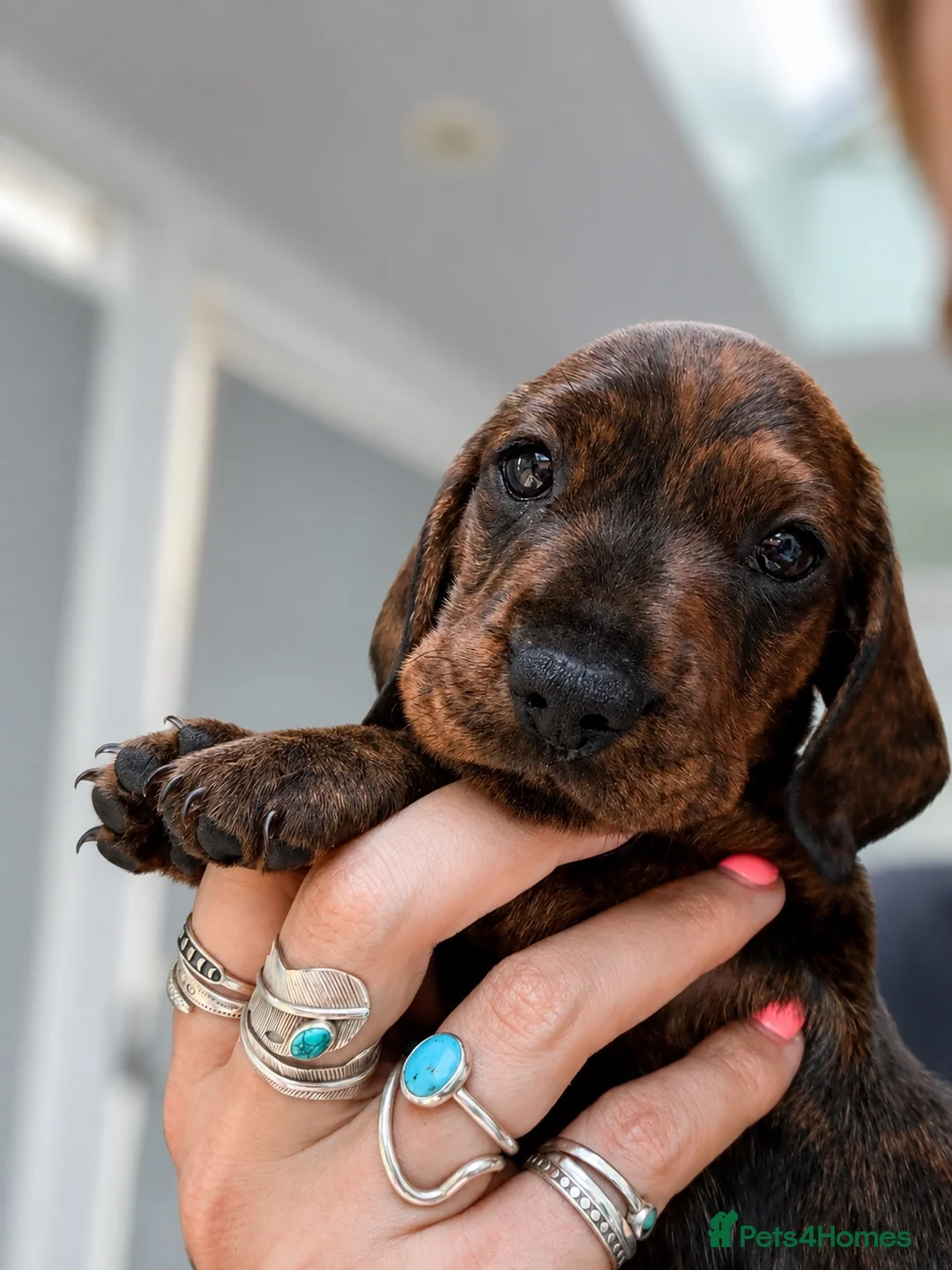 Miniature Dachshund dogs for sale: Last boy, stunning chap miniature smooth  - Advert 2