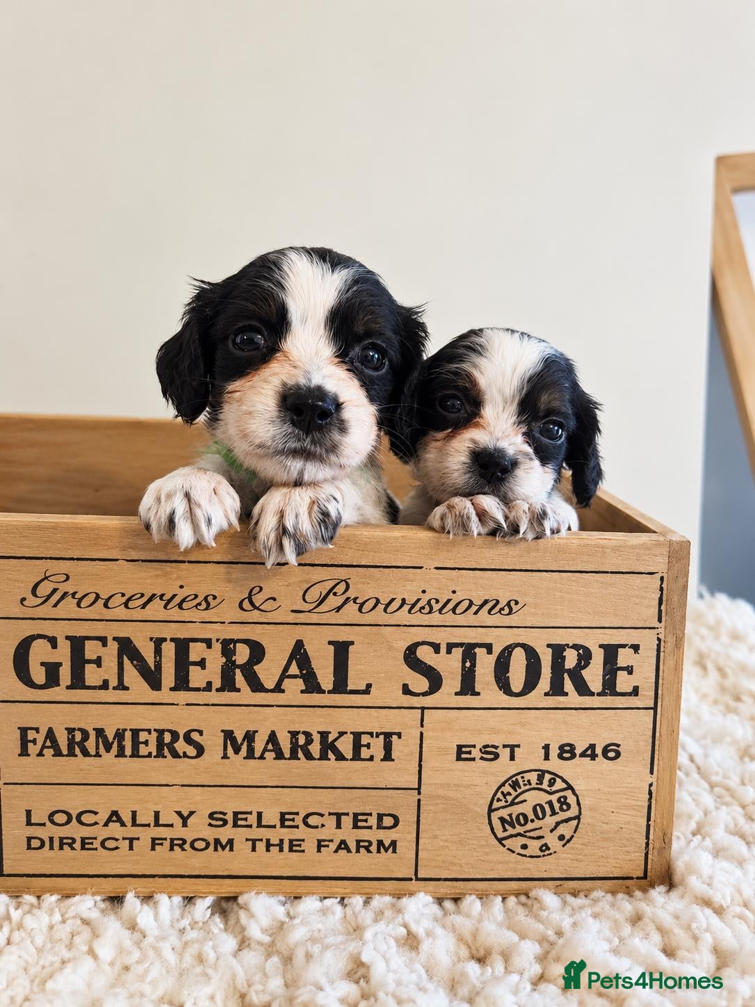 Cocker Spaniel dogs Kc/health tested boys  - Advert 2