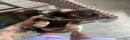Shih Tzu dogs for sale: Stunning small imperial boys - Advert 11
