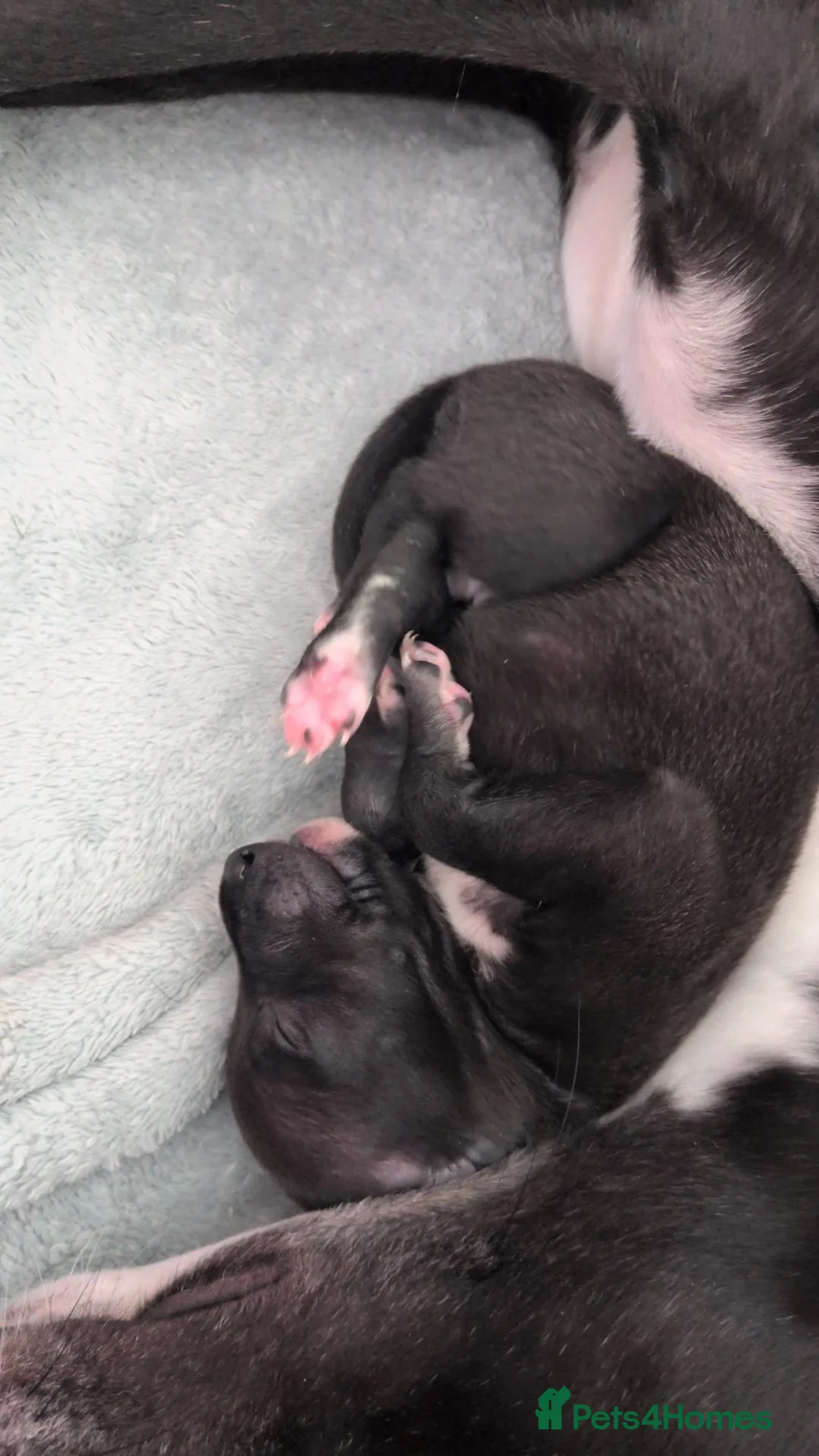 Mixed Breed dogs for sale: Italian Whippets  - Advert 8