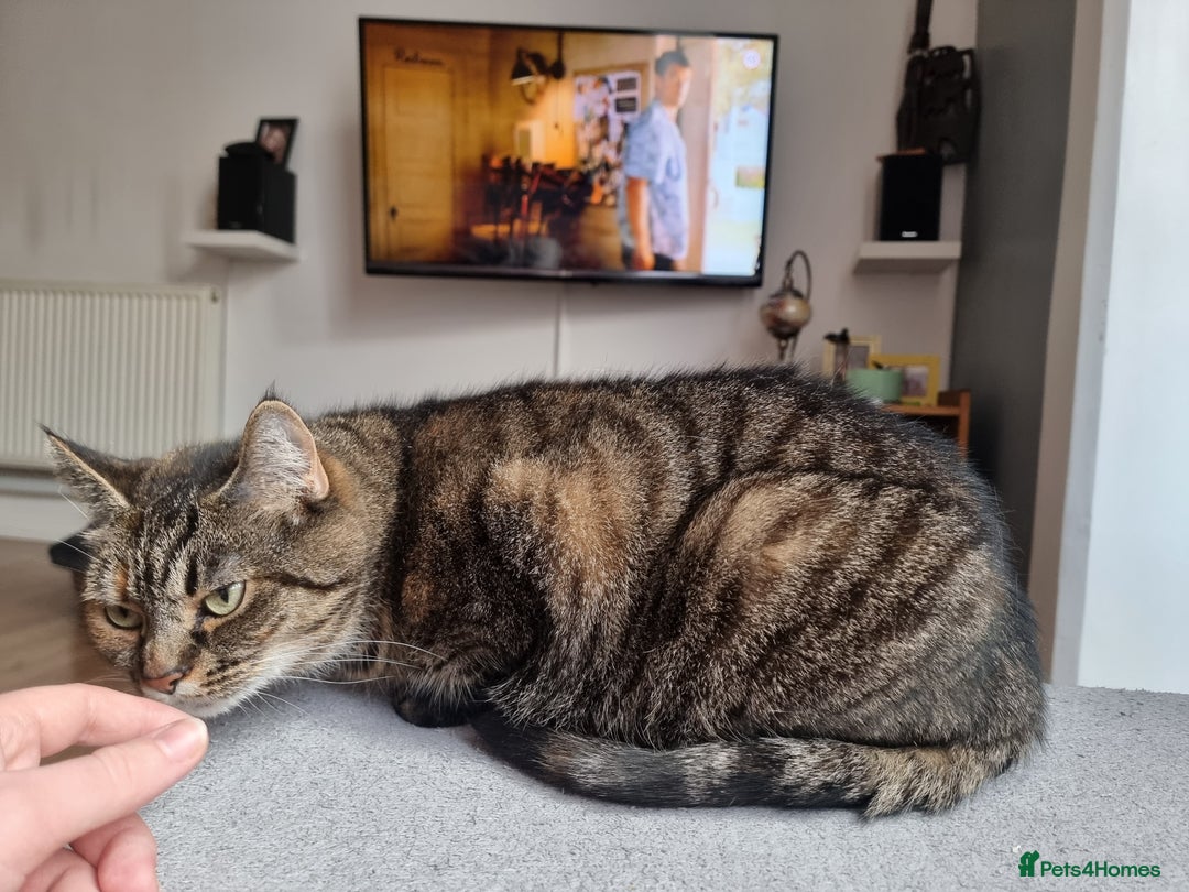 Mixed Breed cats for sale: Ria    - Advert 6