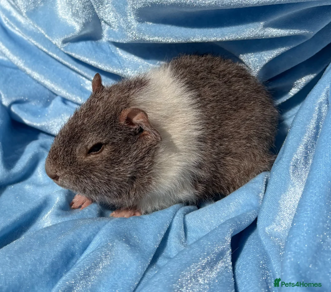 Guinea Pig rodents for sale: Guinea pigs boys in Wisbech - Advert 2