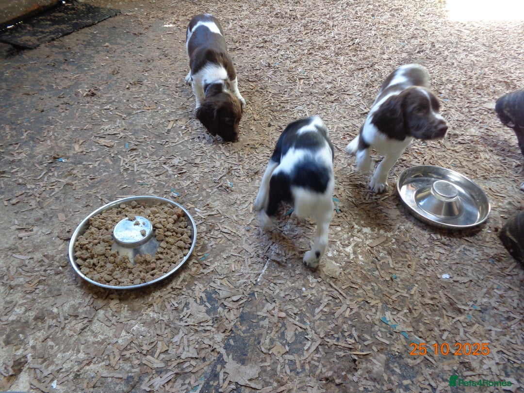 English Springer Spaniel dogs for sale: KC registered Springer Spaniel - Image 4
