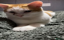 Mixed Breed cats for sale: kitten 6 months old - Image 4