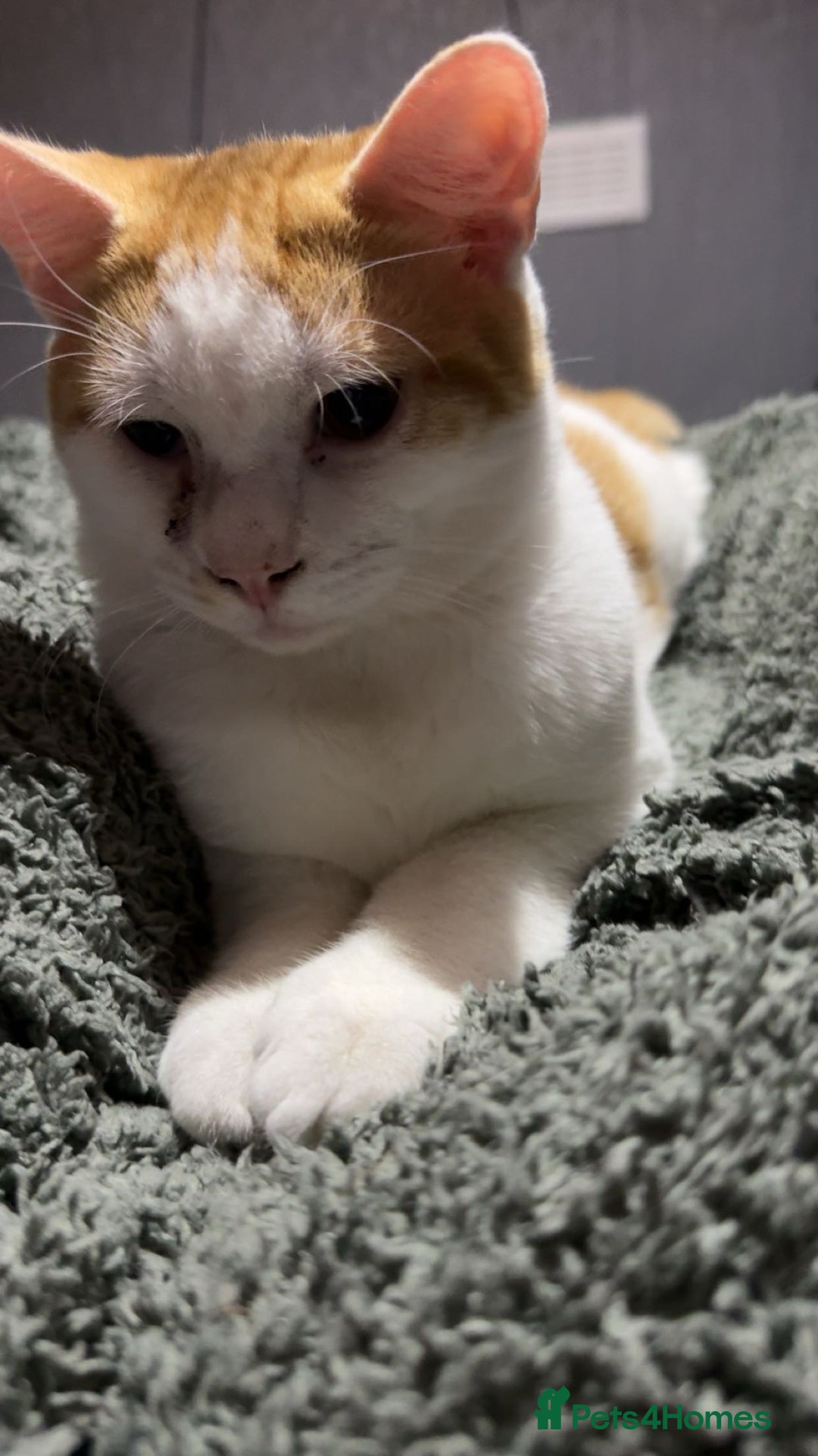 Mixed Breed cats for sale: kitten 6 months old - Image 4