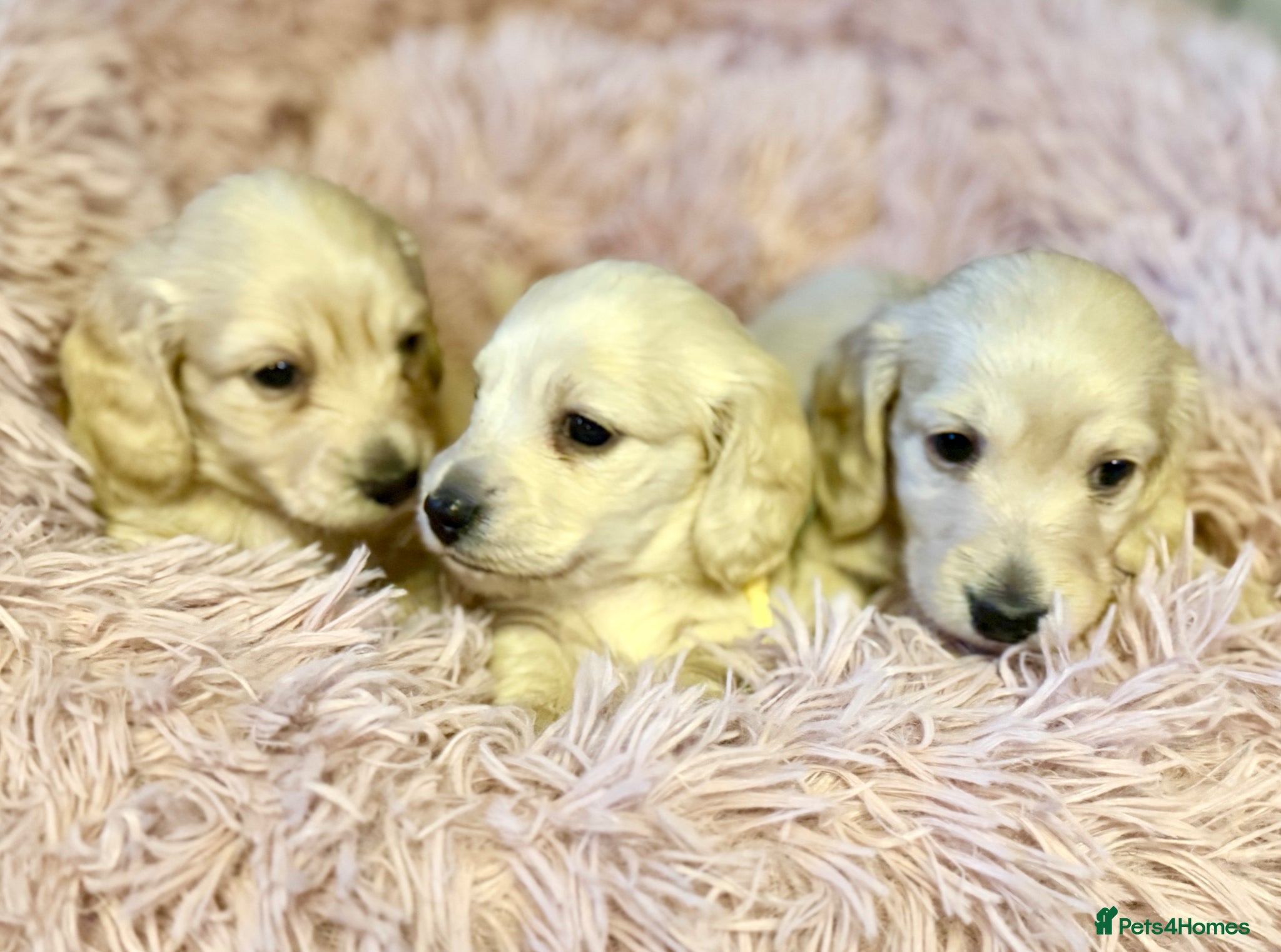 Miniature Dachshund dogs White/light cream tiny miniature dachshunds - Advert 2