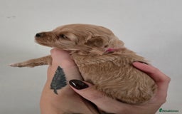 Maltipoo dogs for sale: F1 maltipoo's from health tested parents 1 Girl  - Image 7