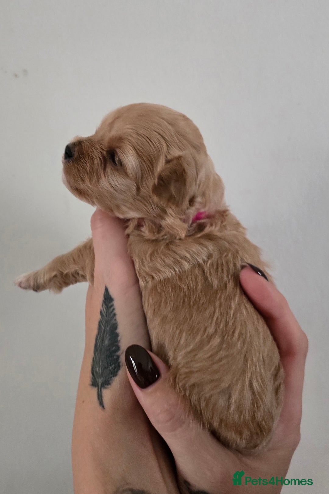 Maltipoo dogs for sale: F1 maltipoo's from health tested parents 1 Girl  - Image 7