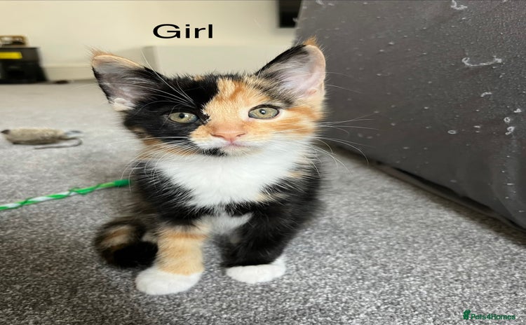 Mixed Breed cats - Advert 16
