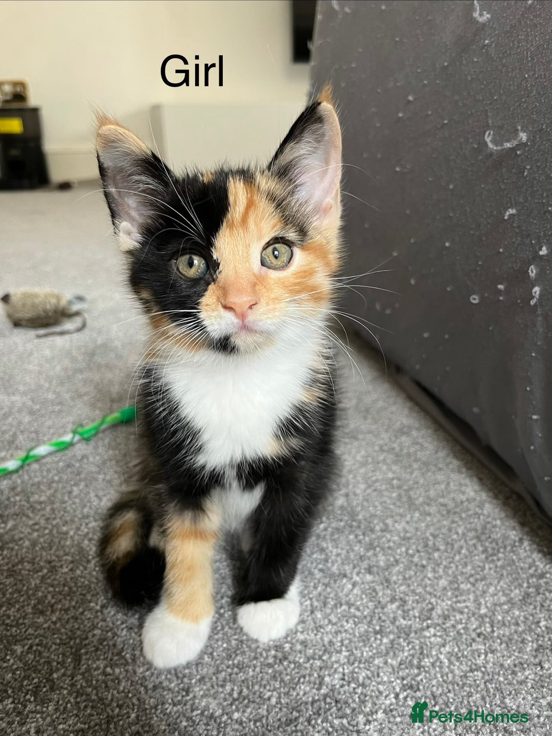 Mixed Breed cats for sale: Adorable 8wk Long-Haired Kittens – Ready Now  - Image 1