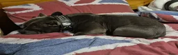 American Bulldog dogs for sale: American Bulldog For Rehoming in Evesham - Advert 6