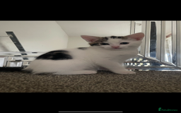 Mixed Breed cats for sale: Beautiful little girl - Image 1