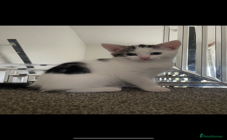 Mixed Breed cats - Advert 5