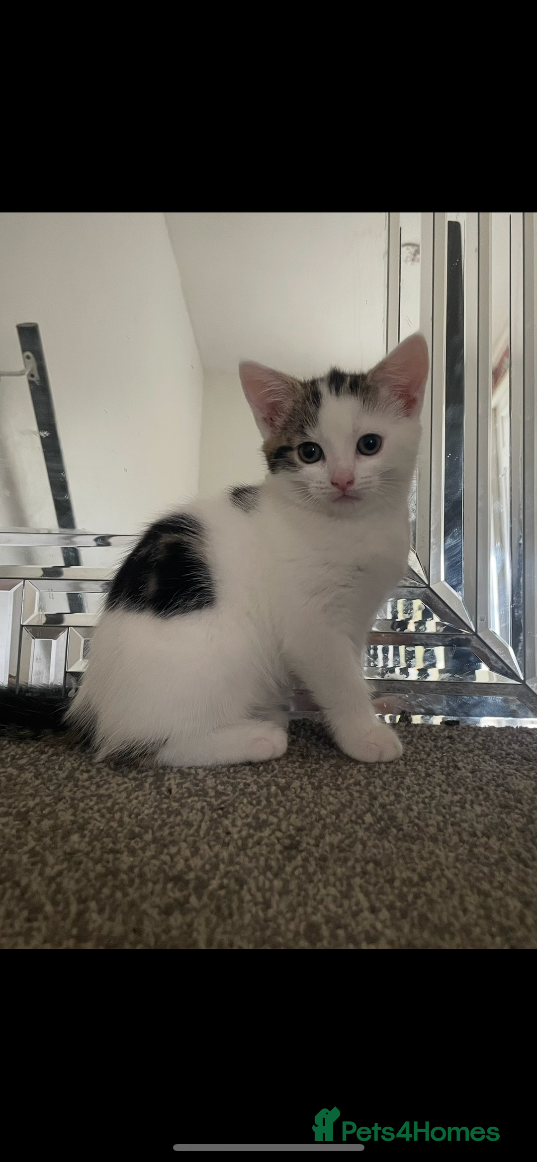 Mixed Breed cats for sale: Beautiful little girl - Image 1