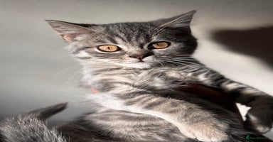 British Shorthair cats - Advert 7