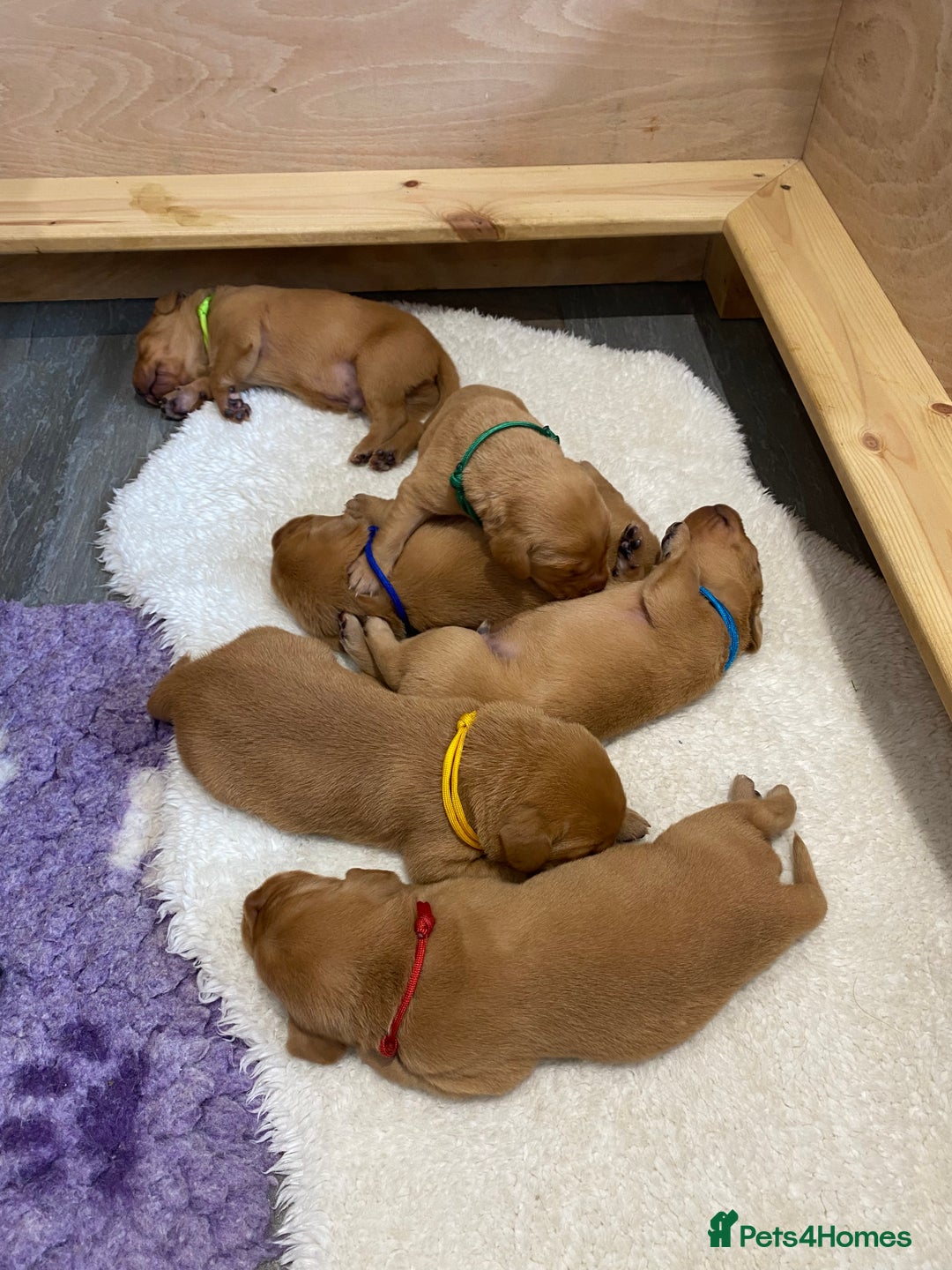 Labrador Retriever dogs for sale: Fox Red Labrador Puppies  - Image 11