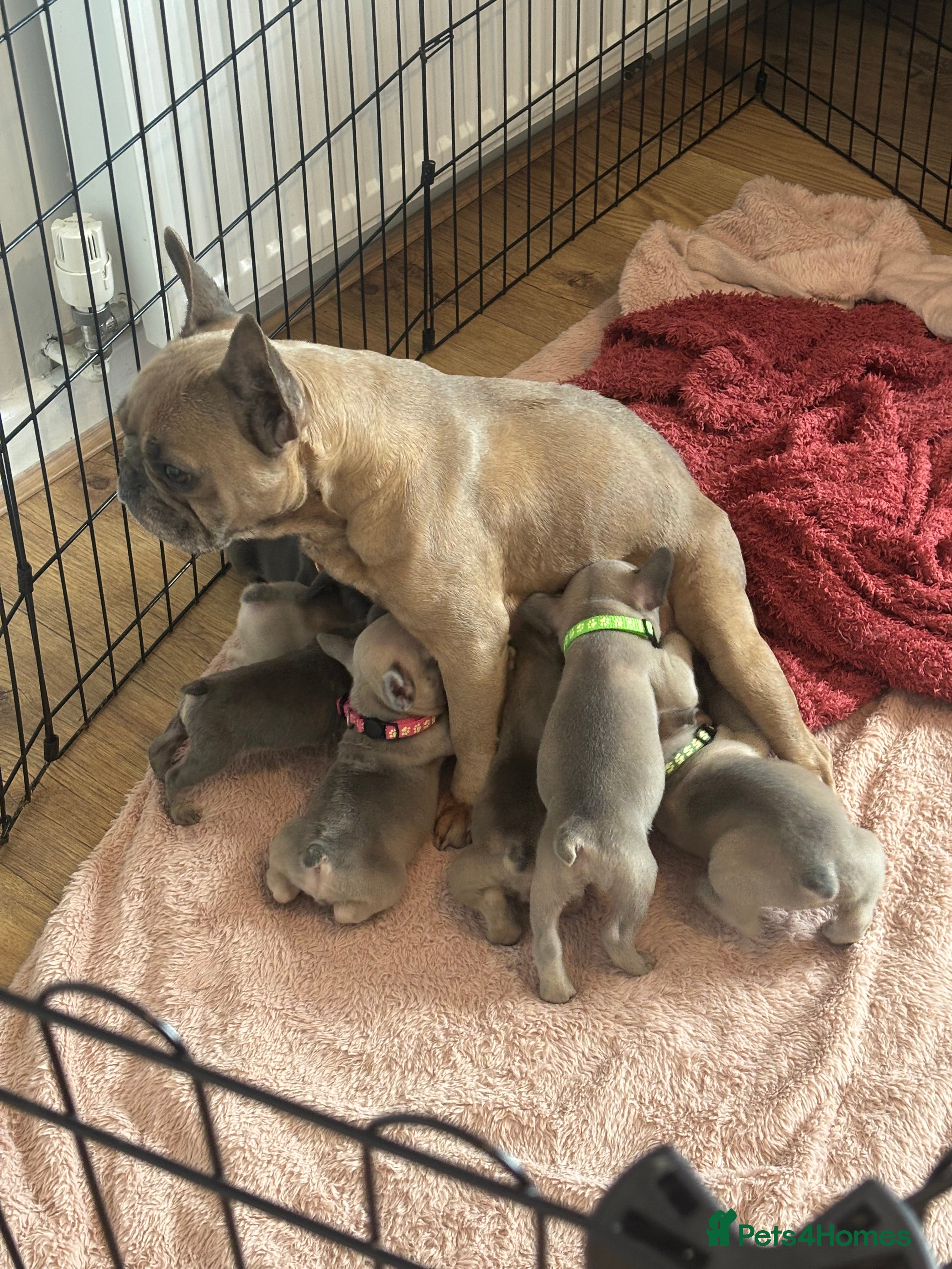 French Bulldog dogs Beautiful Frenchies 😍 - Advert 5