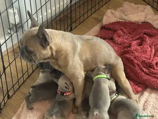 French Bulldog dogs Beautiful Frenchies 😍 - Advert 10