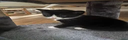 Mixed Breed cats for sale: Meet our Adorable Tuxedo kittens! 🖤🤍 in Milton Keynes - Advert 3