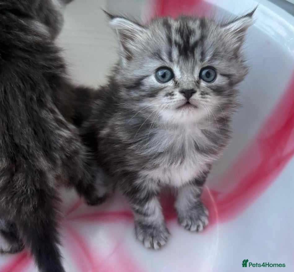 Siberian cats Adorable Kittens Looking for Their Forever Homes! - Advert 1