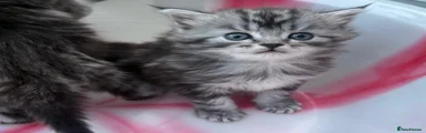 Siberian 1