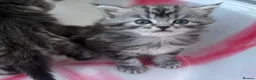 Siberian cats for sale: Adorable Kittens Looking for Their Forever Homes! - Advert 1