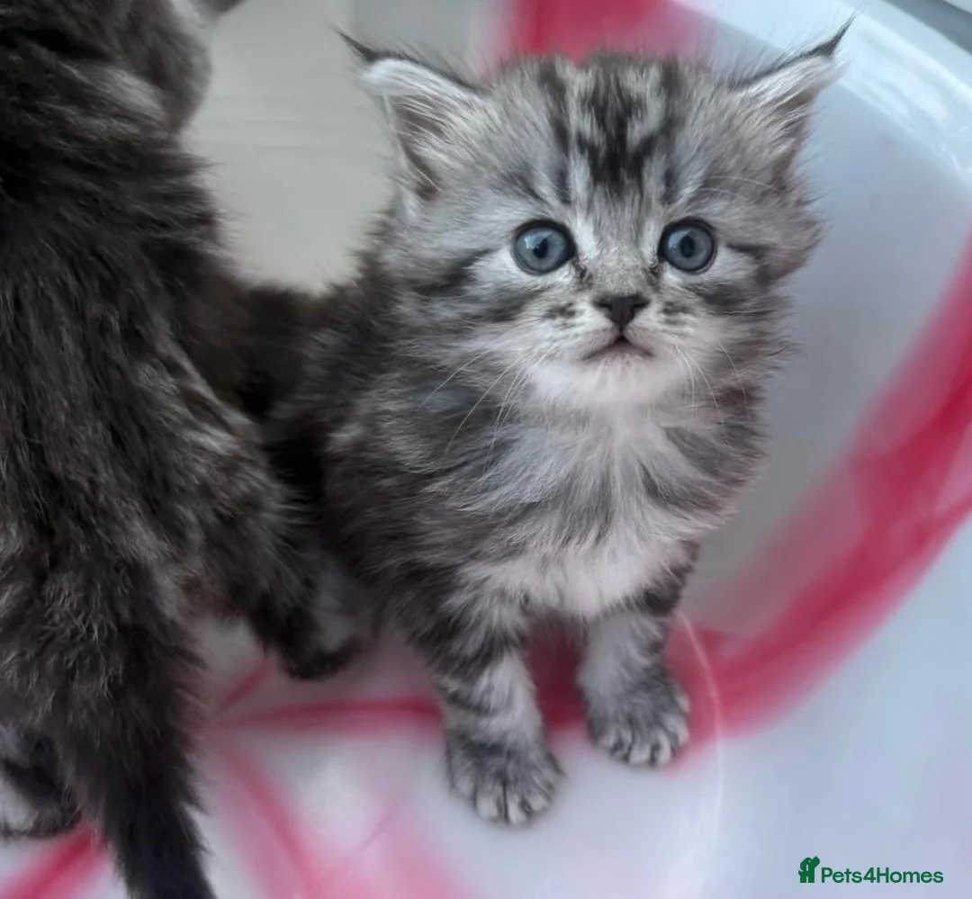 Siberian cats for sale: Adorable Kittens Looking for Their Forever Homes! - Advert 1