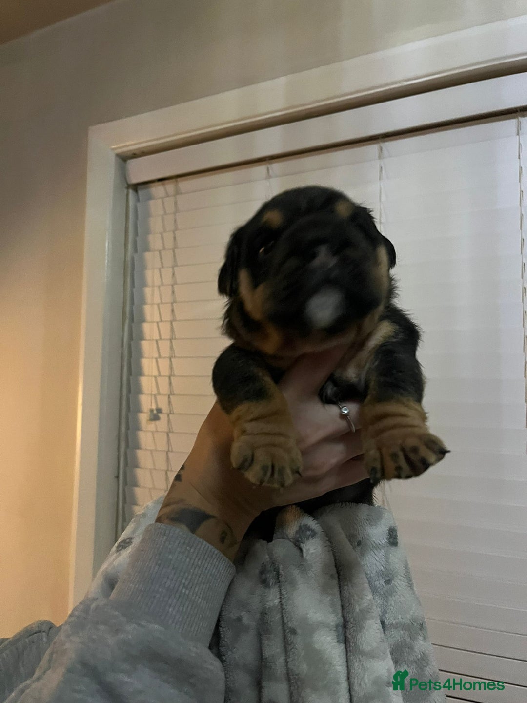 English Bulldog dogs for sale: Stunning KC registered English Bulldogs 4 left - Image 3
