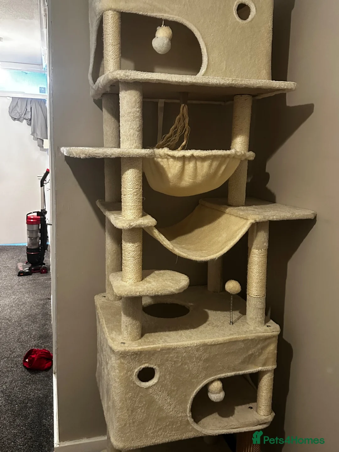 Ragdoll cats for sale: Mainecoon and ragdoll  - Advert 13